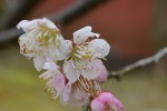 20160309ウメ‘オウシュク’	梅‘鴬宿’	Prunus mume‘Osyuku’ 	2～3月